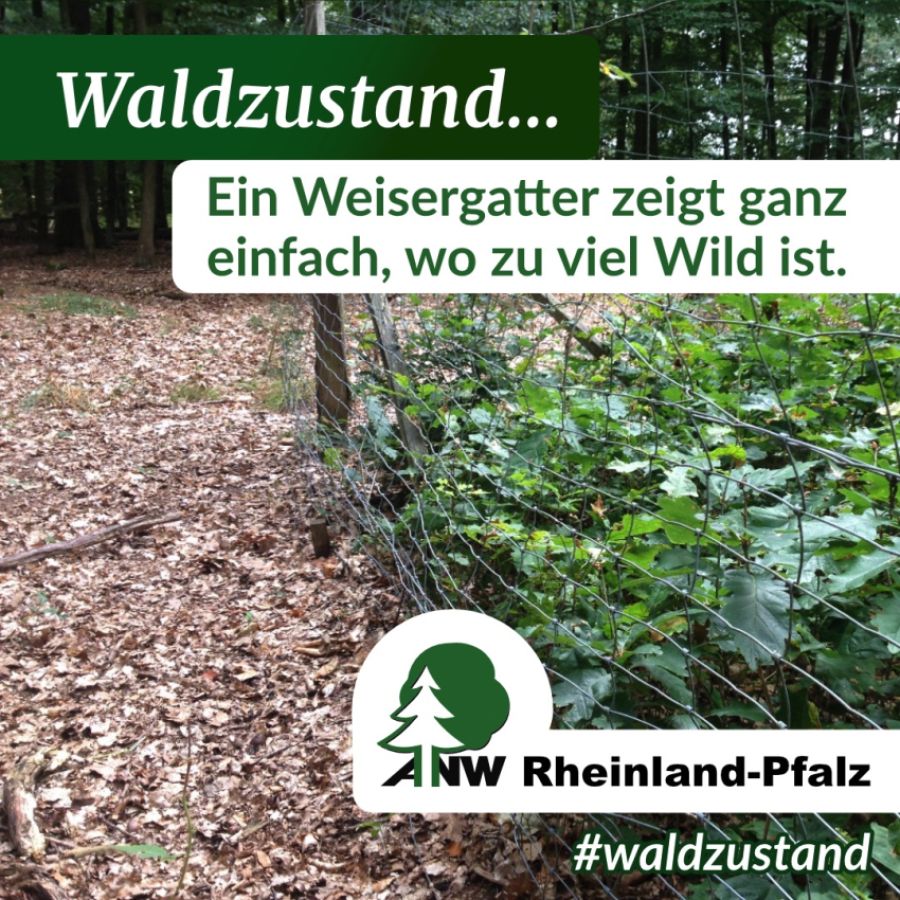 Bild zum Thema: Naturgemäße Waldwirtschaft